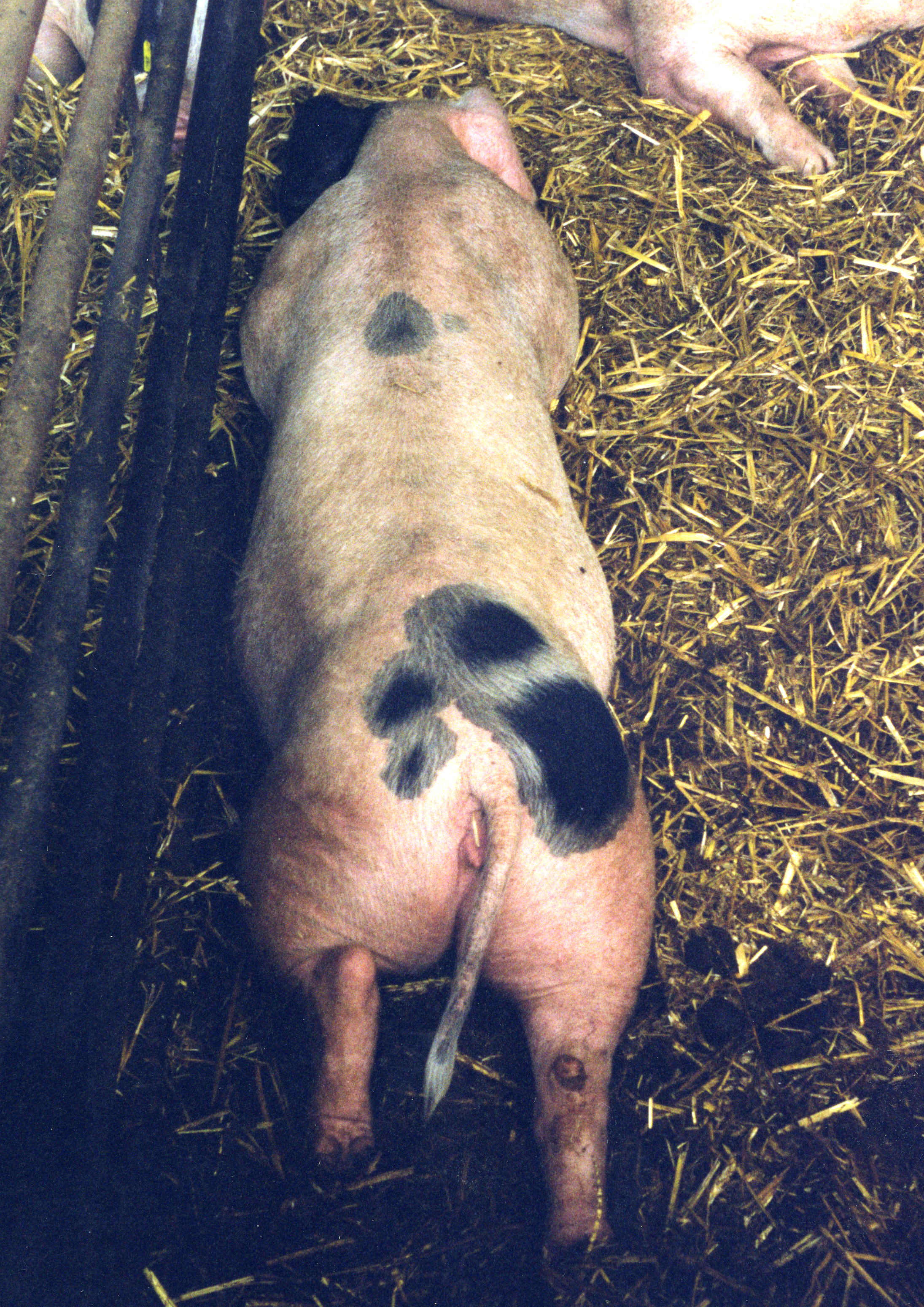 Finishing pigs at Angela Austin’s 120080518T12;17;56