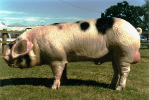 Foston Sambo 21st - Britain's most expensive pig!