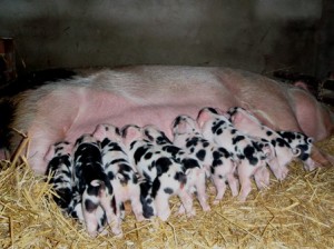 GOS make excellent mothers.