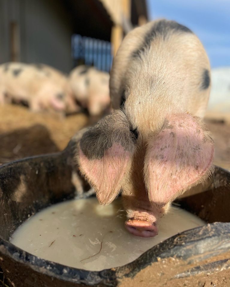 A5B5E1E3 5F2F 4039 B20A C18CFE4C3EDD 768x960