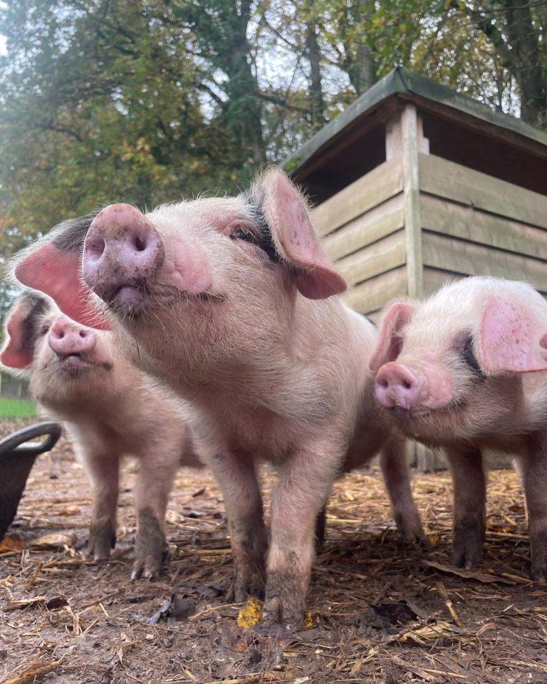 B791CDBA E790 48C6 A2A1 63C5EEBAE159 768x960