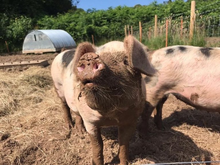 Pigs in sunshine 768x576